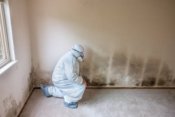 Best Basement Mold Removal  in Leander, TX